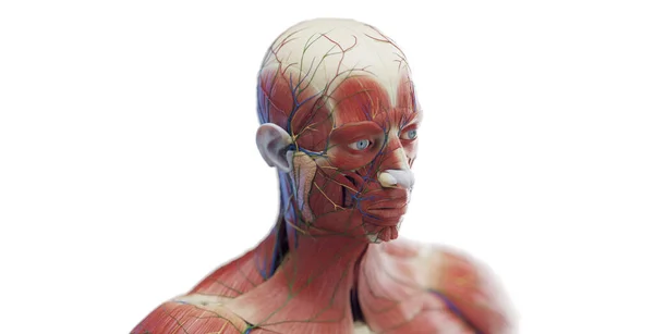 Mężczyzna Głowa Mięśnie Ilustracja — Zdjęcie stockowe