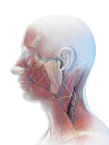 Músculo Masculino Cabeza Cuello Ilustración —  Fotos de Stock