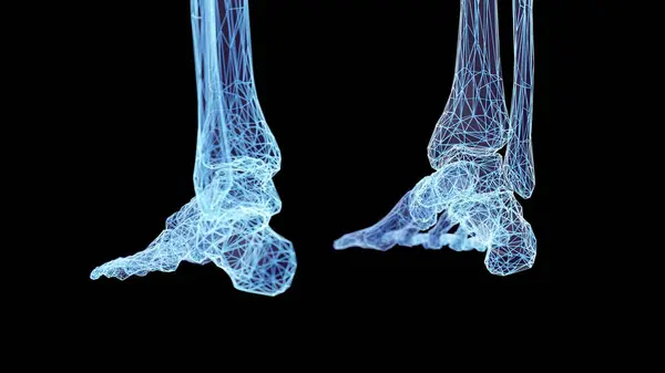 Кости Человеческих Ног Иллюстрация — стоковое фото
