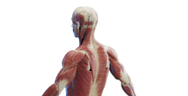 Männliche Rückenmuskulatur Illustration — Stockfoto