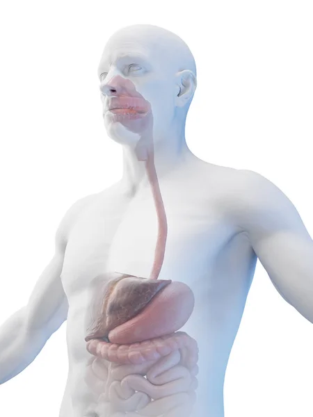 Trato Digestivo Humano Ilustração — Fotografia de Stock