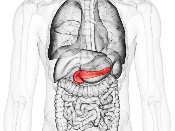 Ilustração Pâncreas Humano — Fotografia de Stock