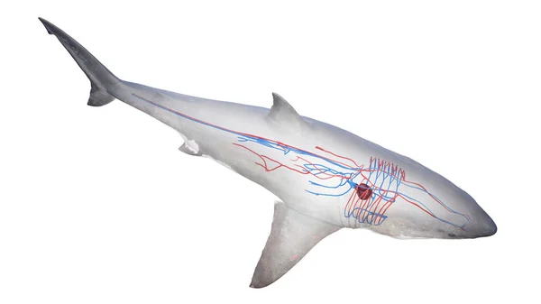 Žraločí Kardiovaskulární Systém Ilustrace — Stock fotografie