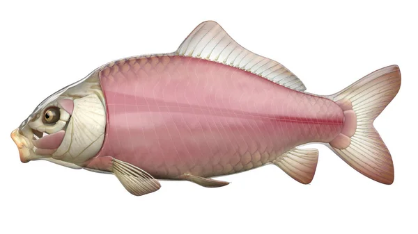 Illustration Fish Anatomy — Stock Photo, Image