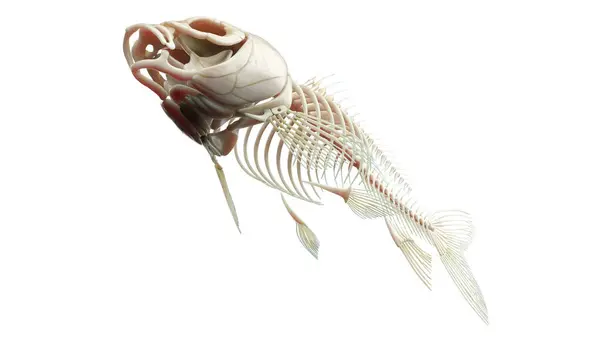 Ilustracja Anatomii Ryb — Zdjęcie stockowe