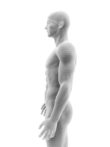 男性の体のイラスト — ストック写真
