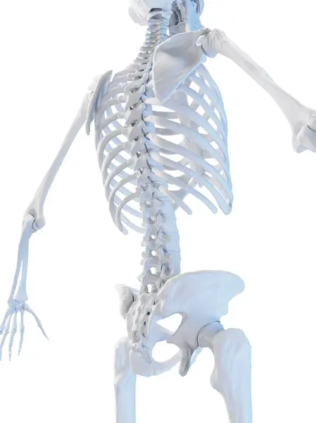 Скелетная Система Иллюстрация Фоне — стоковое фото