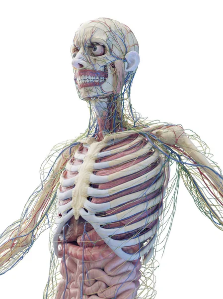 Male Internal Organs Illustration — Stock Photo, Image