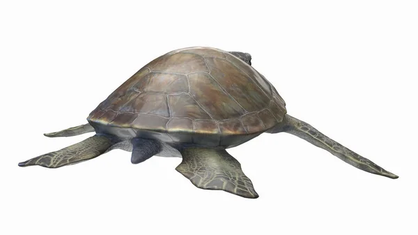 Illustration Der Meeresschildkröte — Stockfoto