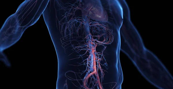 Sistema Cardiovascolare Addominale Maschile Illustrazione — Foto Stock