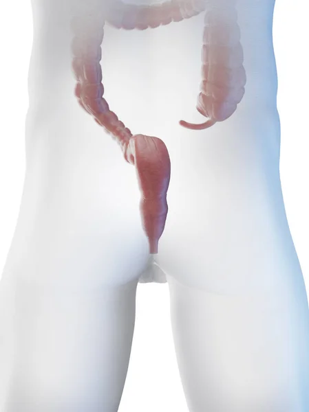 男性大腸およびイラスト — ストック写真