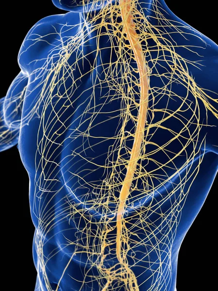 Νευρικό Σύστημα Απεικόνιση Στο Παρασκήνιο — Φωτογραφία Αρχείου