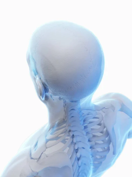 Huesos Cabeza Parte Superior Espalda Ilustración — Foto de Stock