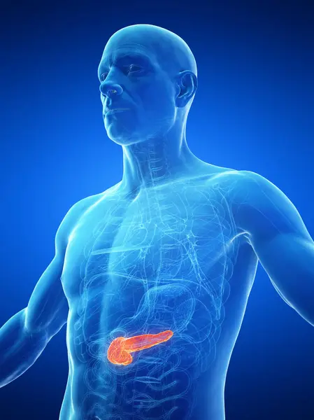 Illustration Male Pancreas — Stock Photo, Image