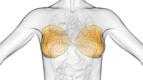 Breast Tissue Illustration Background Close — Stock Photo, Image