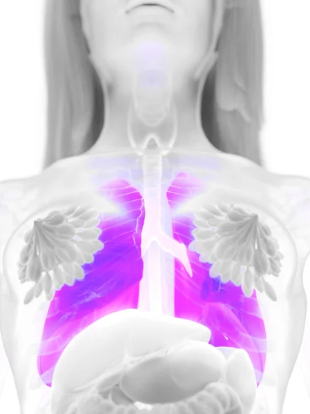 Illustration Female Lungs Illustration — Stock Photo, Image