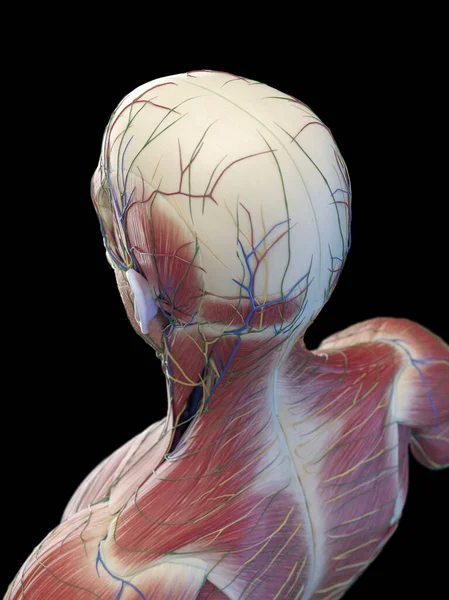 Músculos Cabeza Parte Superior Espalda Ilustración — Foto de Stock
