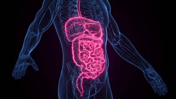 Sistema Digestivo Masculino Ilustración — Foto de Stock
