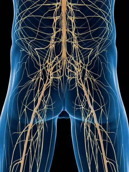 Erkek Sinir Sistemi Çizim — Stok fotoğraf
