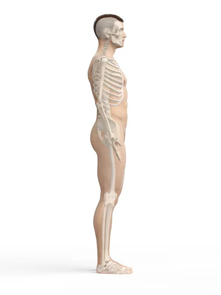 Ilustración Del Esqueleto Humano — Foto de Stock
