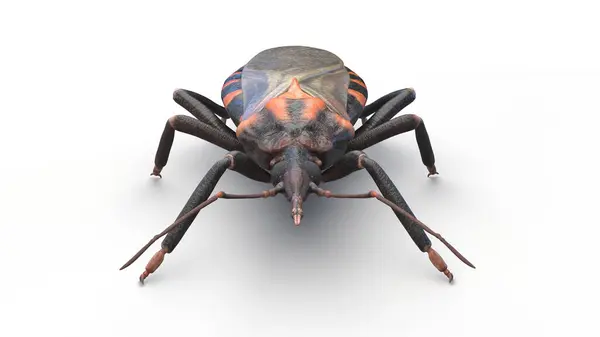 Έντομο Που Φιλάει Υποοικογένεια Triatominae Εικονογράφηση — Φωτογραφία Αρχείου