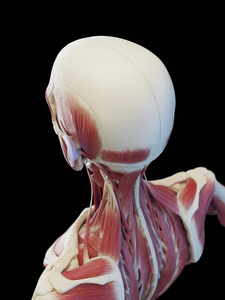 Masculino Músculos Profundos Pescoço Ilustração — Fotografia de Stock