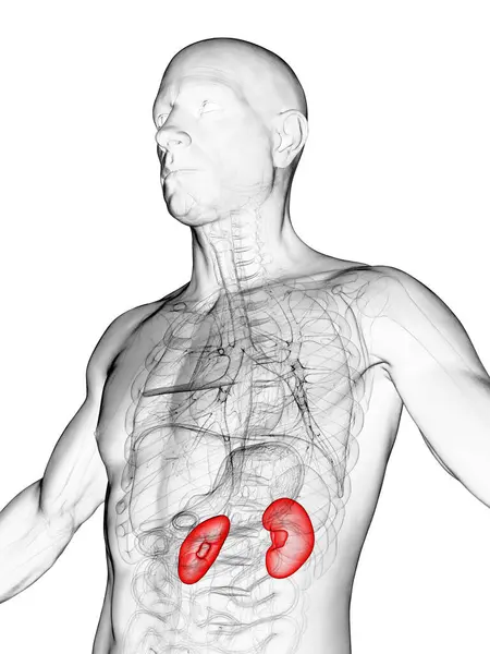 男性腎臓のイラスト — ストック写真