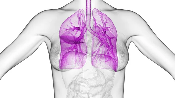 Ilustración Pulmones Humanos — Foto de Stock