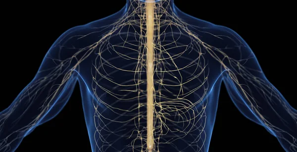 Мужская Нервная Система Иллюстрация — стоковое фото