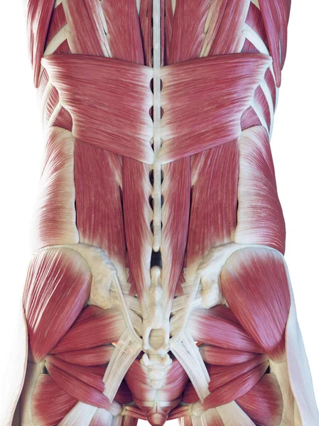 Male Back Muscles Illustration — Stock Photo, Image