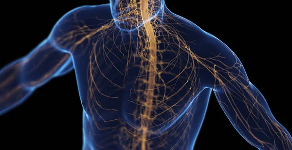 Erkek Sinir Sistemi Çizim — Stok fotoğraf