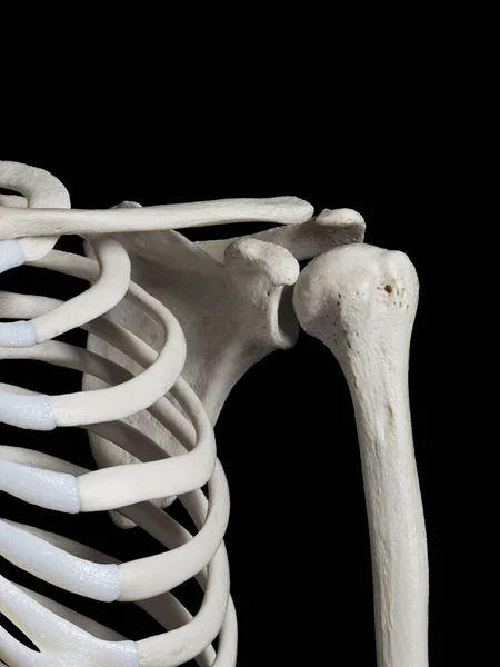 人間の骨格肩 イラスト — ストック写真