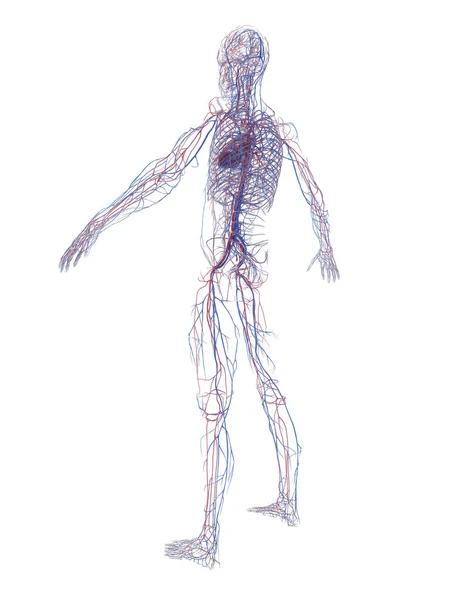 男性の心血管系 イラスト — ストック写真