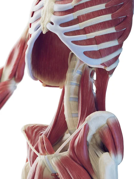 Músculos Abdominales Masculinos Ilustración —  Fotos de Stock