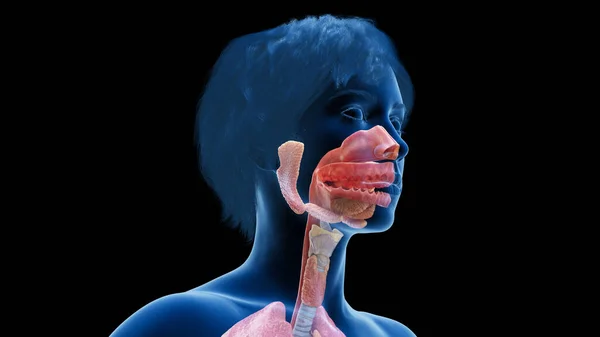Kvinnligt Huvud Och Hals Anatomi Illustration — Stockfoto