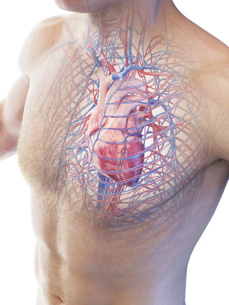 Sistema Cardiovascular Ilustração Sobre Fundo — Fotografia de Stock