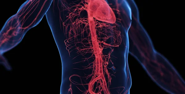 Sistema Cardiovascolare Addominale Maschile Illustrazione — Foto Stock