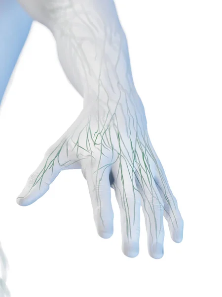 Linfática Mão Ilustração — Fotografia de Stock