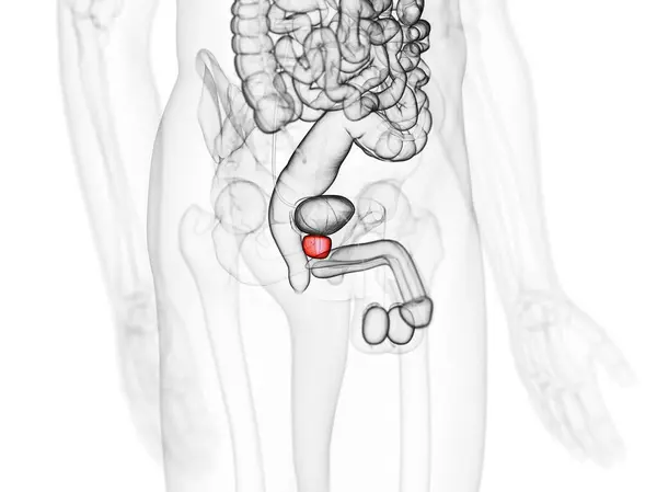 Prostata Organ Illustration Bakgrund — Stockfoto