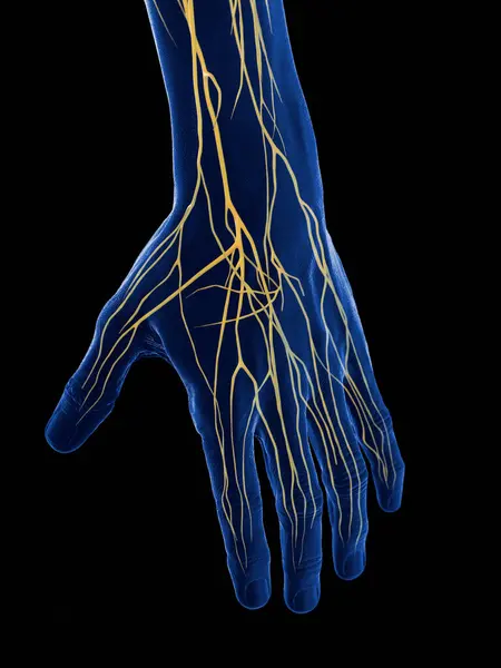 手部神经 — 图库照片