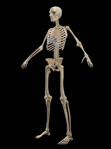 Скелетна Система Чоловіків Ілюстрація — стокове фото