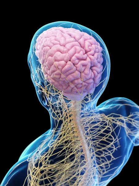 Mužský Centrální Nervový Systém Ilustrace — Stock fotografie