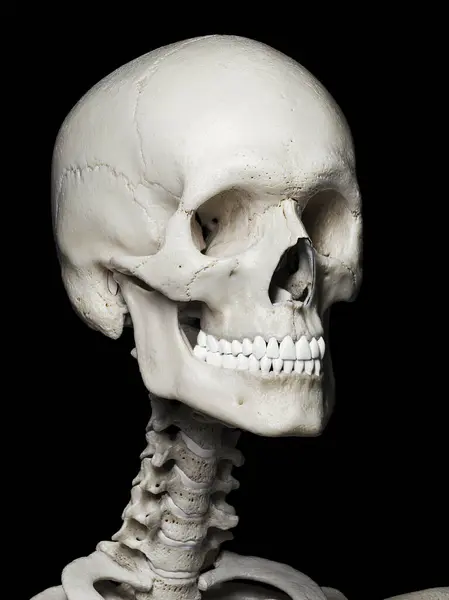 Human Skull Illustration Background — Stock Photo, Image