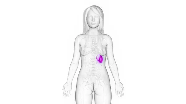 女性の脾臓のイラスト — ストック写真