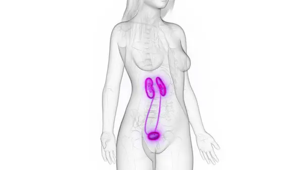 Sistema Urinário Feminino Ilustração — Fotografia de Stock
