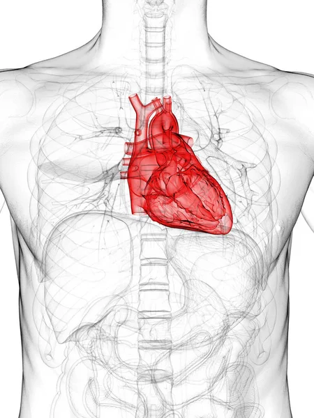 Απεικόνιση Της Ανθρώπινης Καρδιάς — Φωτογραφία Αρχείου