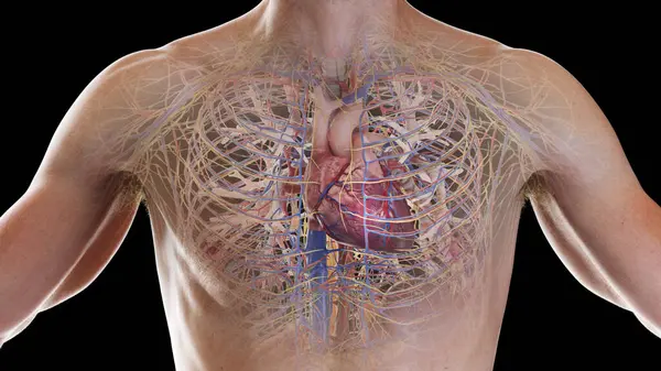 Cardiopulmonary System Illustration Background — Stock Photo, Image