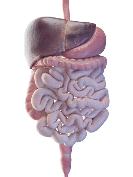 Illustration Digestive System — Stock Photo, Image