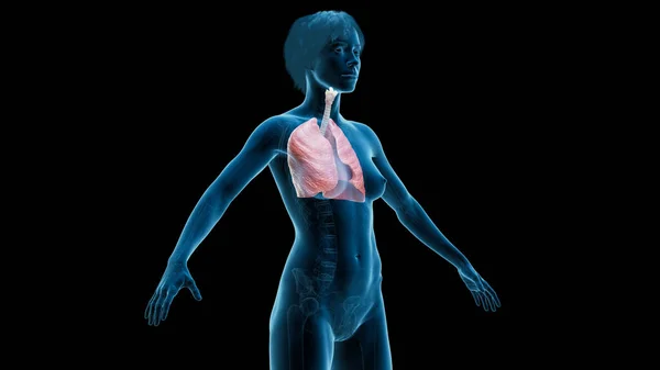 Ilustracja Ludzki Płuc — Zdjęcie stockowe