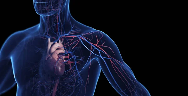 Sistema Cardiovascolare Maschile Illustrazione — Foto Stock